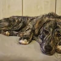 Zuhause gesucht für Sunny, Hündin zur Adoption