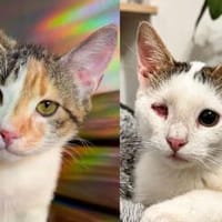 Cleo & Fina 💗 in 67655 Kaiserslautern, Katze zur Adoption