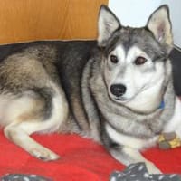 Hanna sucht liebe Menschen, Hündin zur Adoption