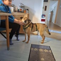 Tapsig fröhlich groß = Jakob- zuckersüß, Hund zur Adoption