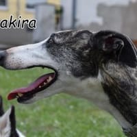 Die verschmuste Shakira, Hündin zur Adoption