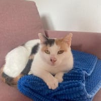 Dreifarbige sanfte UVA, Katze zur Adoption