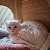 Bianca, Katze zur Adoption