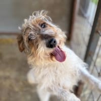 Grimmia, Hündin zur Adoption