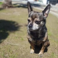 Yacky sucht sein Zuhause, Hund zur Adoption