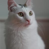 Ibis, langhaariger Kuschelkater, 1 J., Katze zur Adoption