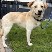 Traumhund Darian, Hund zur Adoption