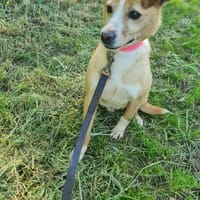 Topolo 💙 lieber Bub auf Kuschelkurs, Hund zur Adoption