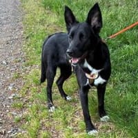 Glücksbringerin Onyx, Hündin zur Adoption