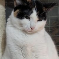 anhängliche Pinki, bereits bei Aachen, Katze zur Adoption