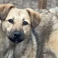 Mara - Die Neugierige 🐾, Hündin zur Adoption