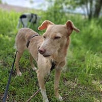 Ruhige Sandy, Hündin zur Adoption