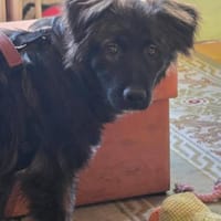 Wolfi - Kleiner Tollpatsch auf der Suche, Hund zur Adoption