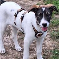 Wanknobi sucht ein ländliches Zuhause, Hund zur Adoption