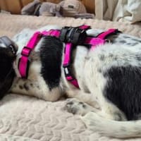 Hübsche Blair, Hündin zur Adoption