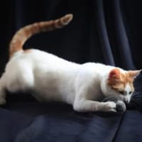 Slush, verspielter Schmusejunge, ca. 8 M, Katze zur Adoption