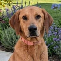 Mya 💜💜 ruhiges & ausgeglichenes Wesen, Hündin zur Adoption