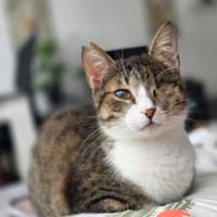 Lime, ruhige Gefährtin, ca. 2 Jahre, Katze zur Adoption