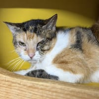 Isil CAB5537, chatte à adopter