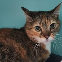 VIVALDI CHA, chatte à adopter