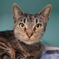 DEBUSSY CHA, chatte à adopter