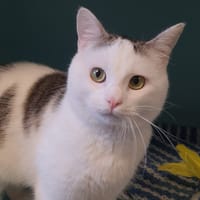 MOZART CHA, chat à adopter
