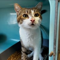 Gedeon, chat à adopter