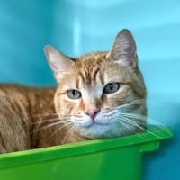 Lucky, chat à adopter