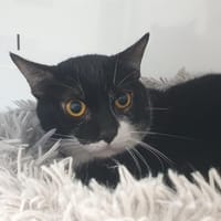 MIO CHA, chat à adopter