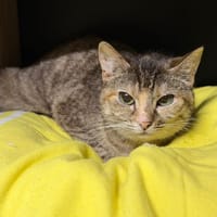 Calya CAB5536, chatte à adopter