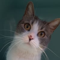 VERDI CHA, chatte à adopter