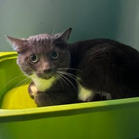 Grisouille, chat à adopter