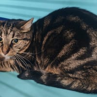 KODOU, chatte à adopter