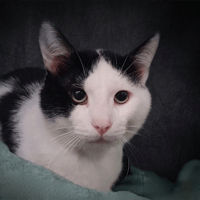 SCKYE CHA, chat à adopter