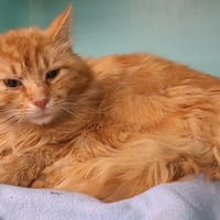 MAX, chat à adopter