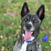NIRKA, chienne à adopter