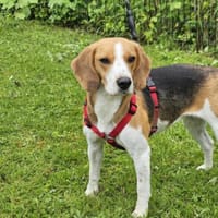 TINA, chienne à adopter