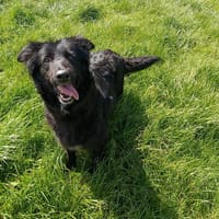 SHIRLEY, chienne à adopter