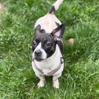 Aby CAA15301, chienne à adopter