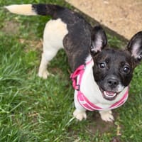 Roxi CAA15302, chienne à adopter