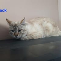 Jack, chat à adopter