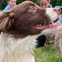 Abu, chien à adopter