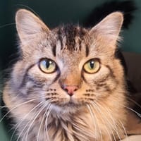 CHOPIN CHA, chat à adopter