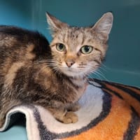 Pacha, chatte à adopter