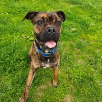 ABBA, chienne à adopter