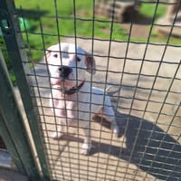 LUK, chien à adopter
