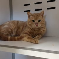 Salto, chat à adopter