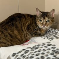 Eina CAB5535, chatte à adopter