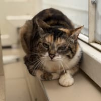 Nephyra CAB5532, chatte à adopter