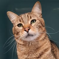 RAVEL CHA, chatte à adopter